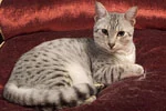 Isis, a spotted tabby cat lying on a red cushion