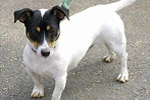 Jack, a small white Jack Russell terrier with a black and tan face, standing on a sidewalk