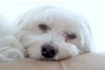 Lucky, a white Maltese, resting his chin on a cushion