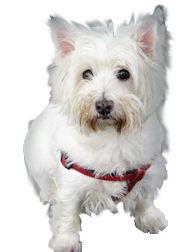 Pet Finder,lost pet finder,pet finder websites,home again pet finder,pet finders near me