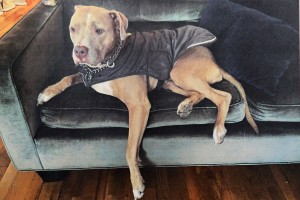 Morgan Bogle is offering $5,000 for the return of her pit bull, Sugar, who was lost when a dog walker apparently went bonkers.