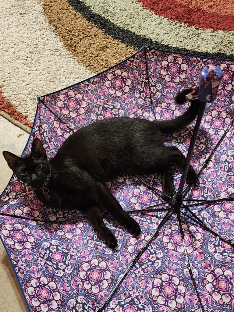 Oliver, lost cat, Mixed