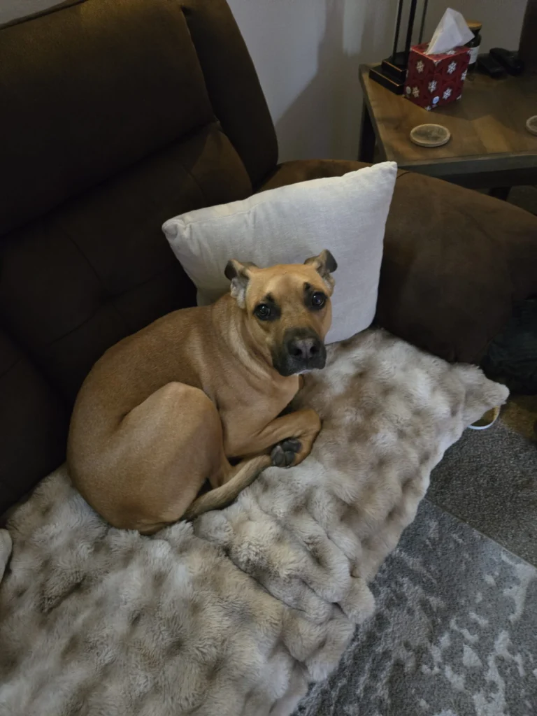 Cooper, lost dog, Black Mouth Cur