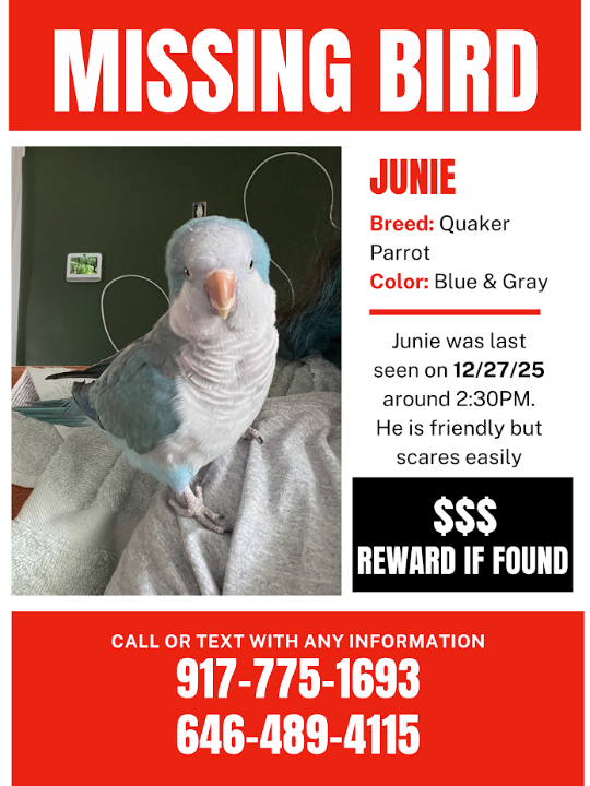 Junie, lost bird, Monk Parakeet