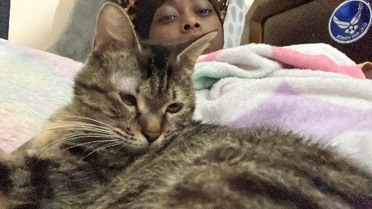 Gemma, lost cat, Domestic shorthair