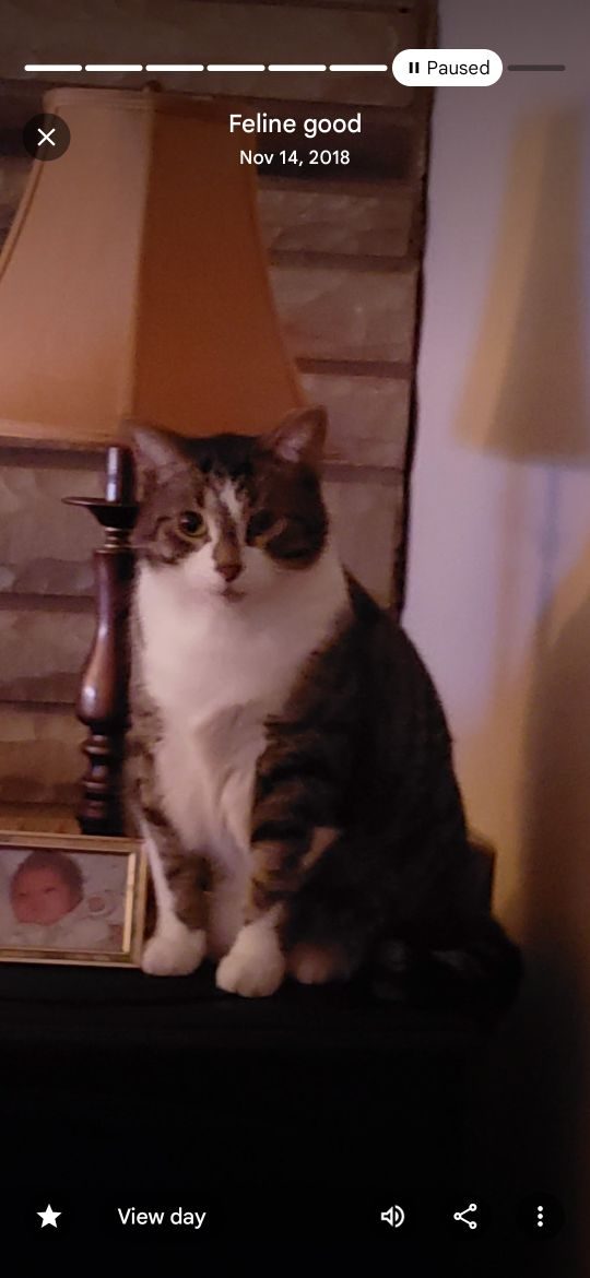 Dusty, lost cat, Tabby