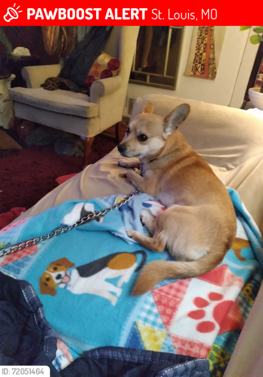 Two, lost dog, Chiweenie