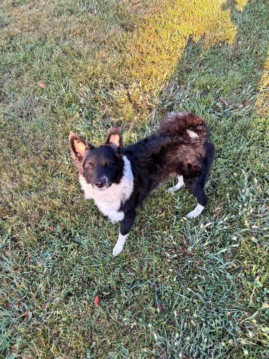 Jasper, lost dog, Border collie mix
