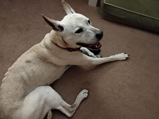 Tiggy, lost dog, Mix