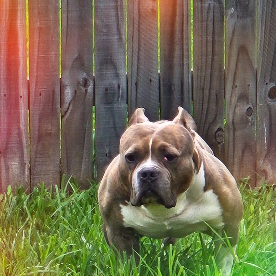 OB, lost dog, American Bully