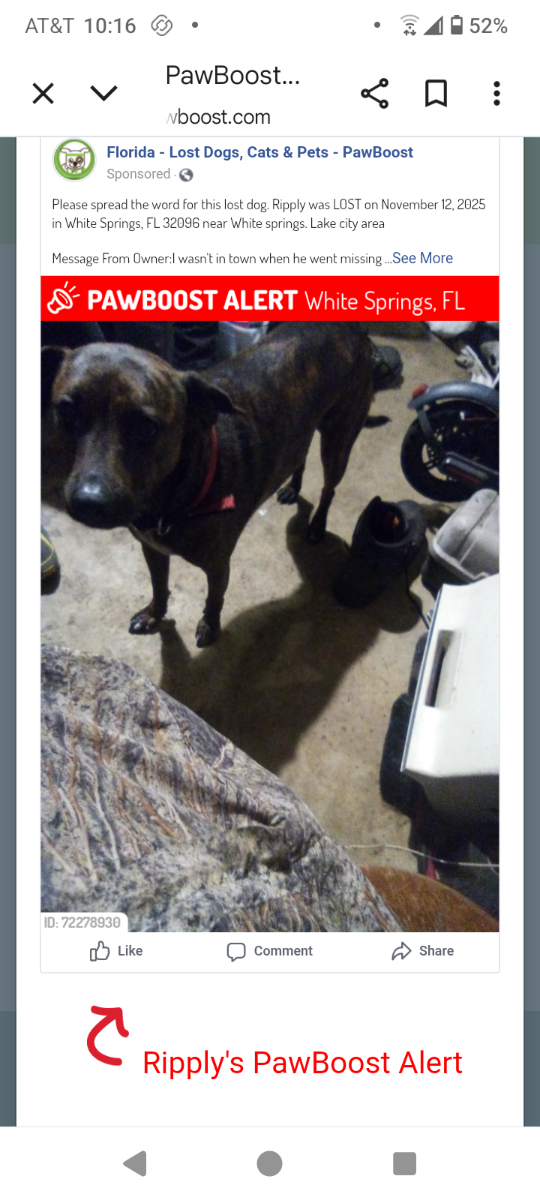 Ripply, lost dog, Brendel whippet