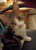 Saint, lost cat, American shorthair calico