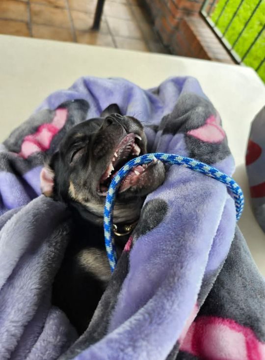Princess, lost dog, Chihuahua pug