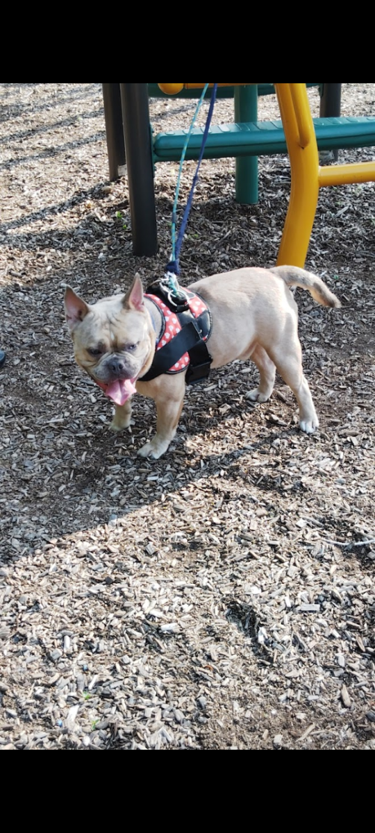 Scrubby, lost dog, Bulldog