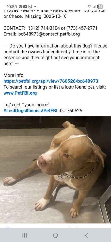Tyson, lost dog, Pitbull terrier