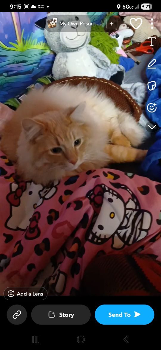 Simba, lost cat, Main coon