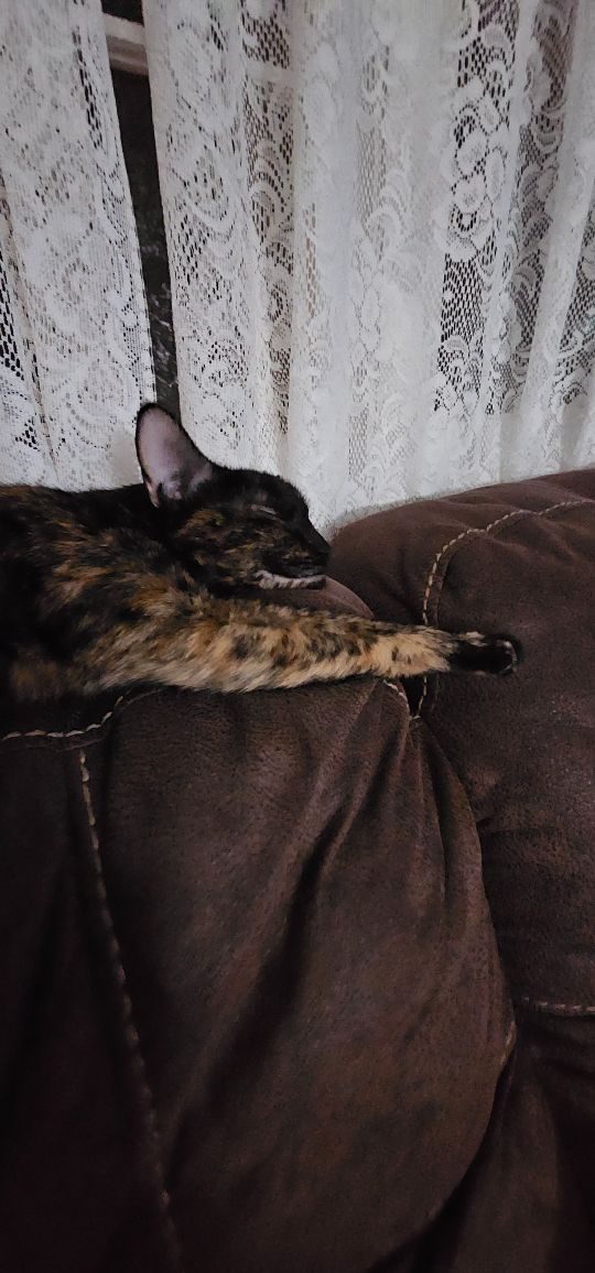 Chip, lost cat, Domestic shorthair