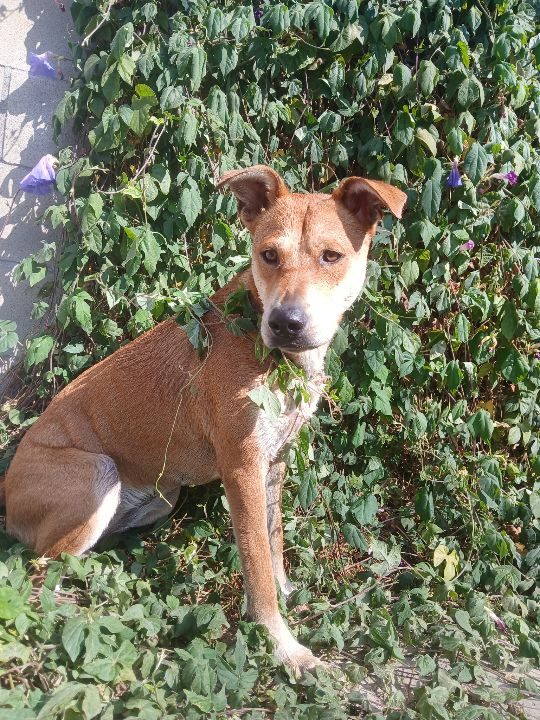 Sky, lost dog, Carolina