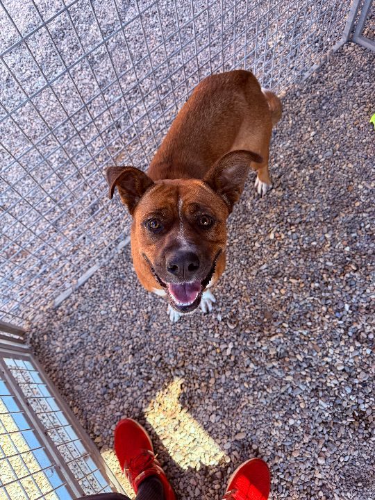 Unkown, lost dog, Mix bulldog
