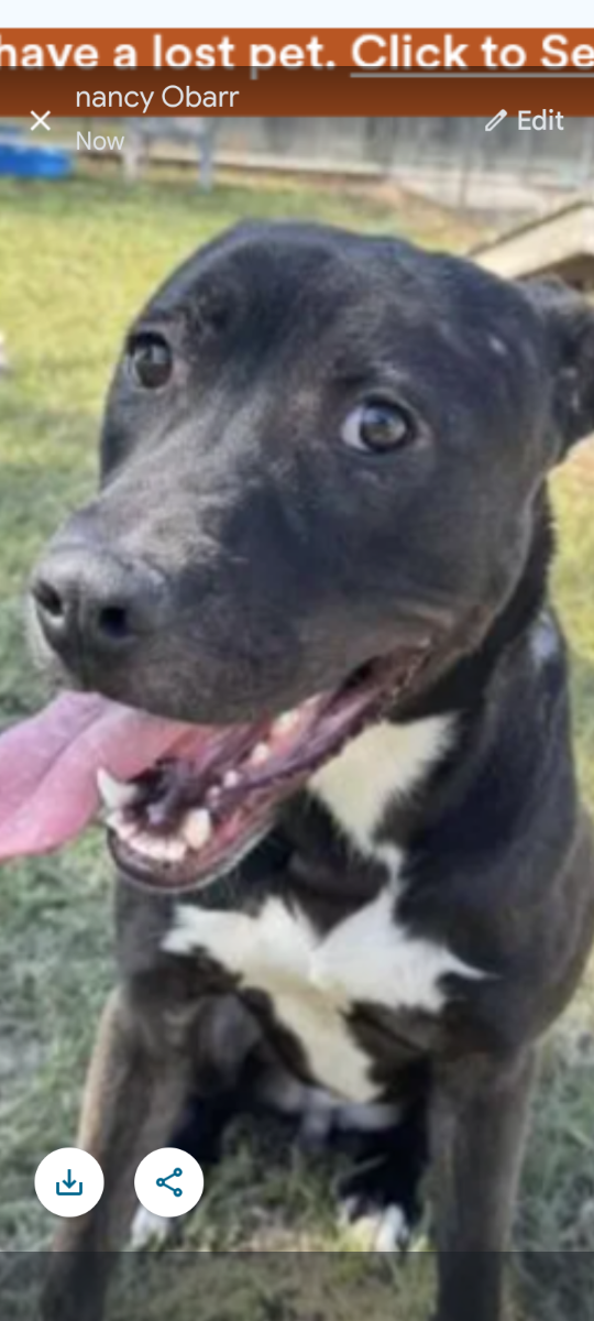 Russell, lost dog, Terrier mix