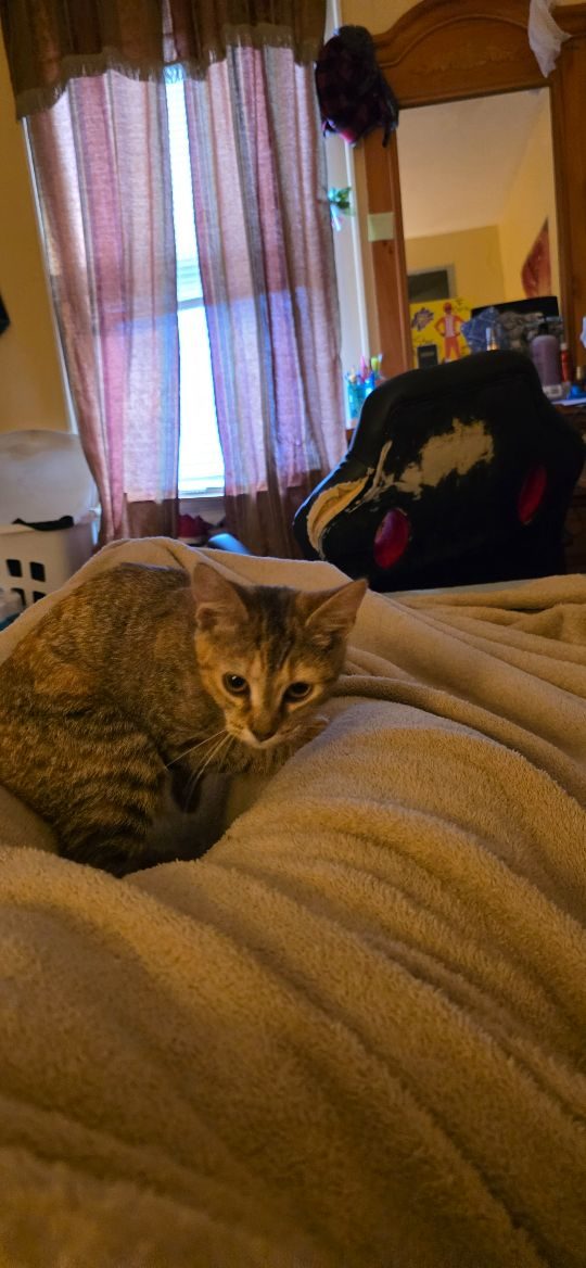 Bee, lost cat, American Short Hair