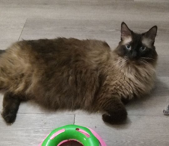 Bobo, lost cat, Balinese/Himalayan