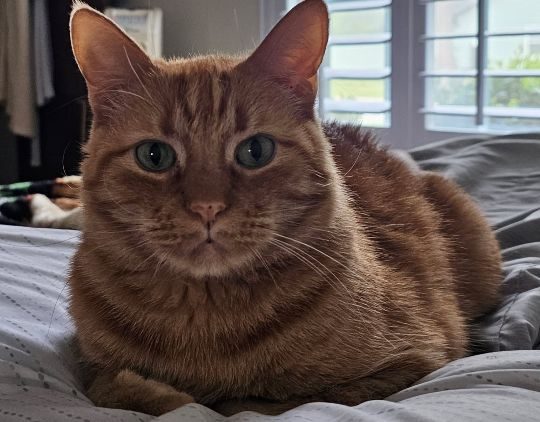 Cleo, lost cat, Tabby