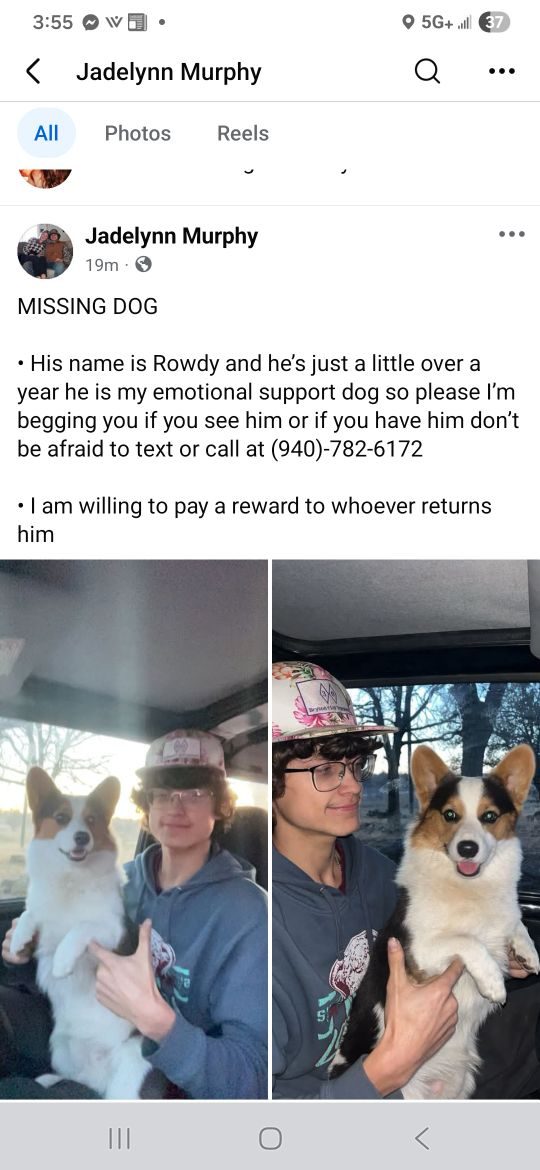 Rowdy, lost dog, Corgi