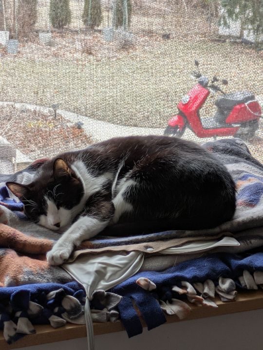 Ogie, lost cat, Domestic Shorthair