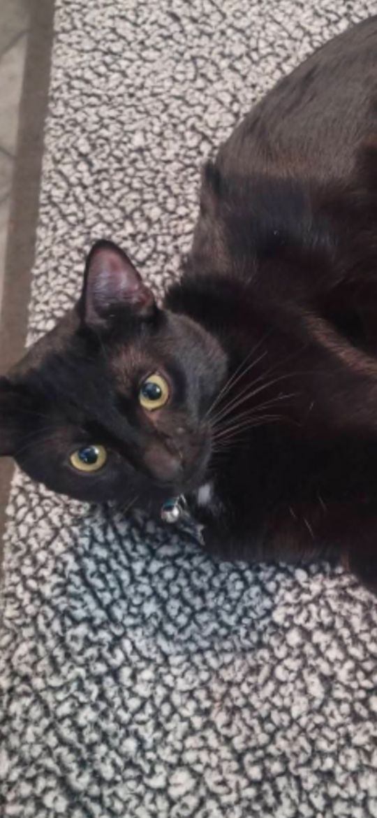 Baby Boy, lost cat, Domestic shorthair