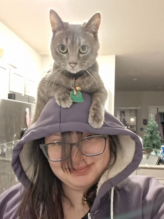 Lil, lost cat, American shorthair