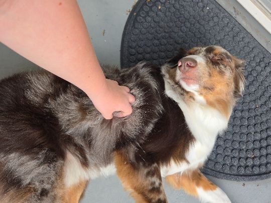 Lighting, lost dog, Australia shepherd