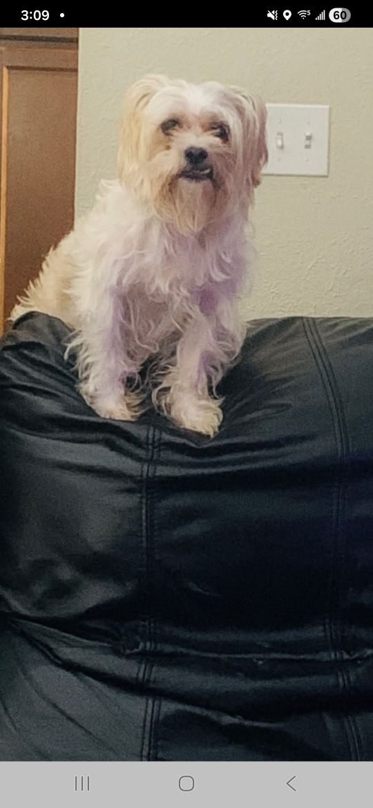 FluffFluff, lost dog, Maltese