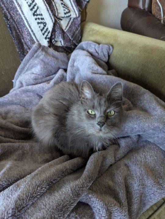 Bonnie, lost cat, Nebelung