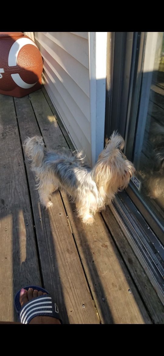 Mocha, lost dog, Morkie