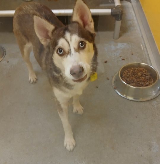 Lost Pet, lost dog, Husky