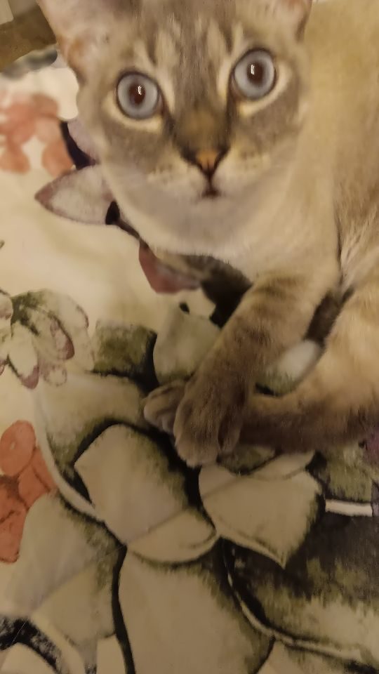 Tigger, lost cat, Siamese