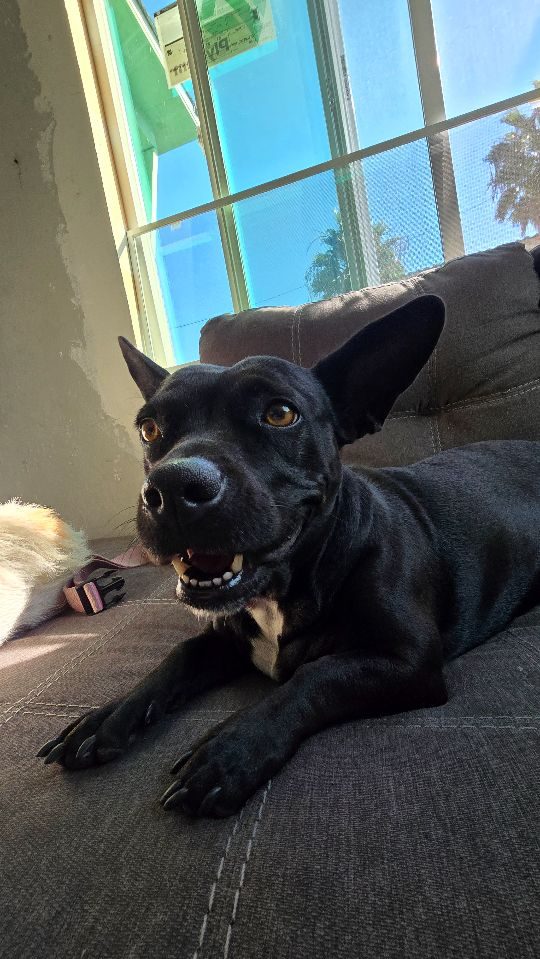 Negra, lost dog, Pitbull mix