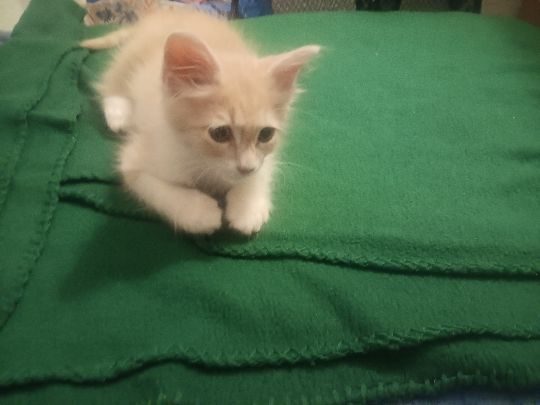 Cottonwood, lost cat, Angora