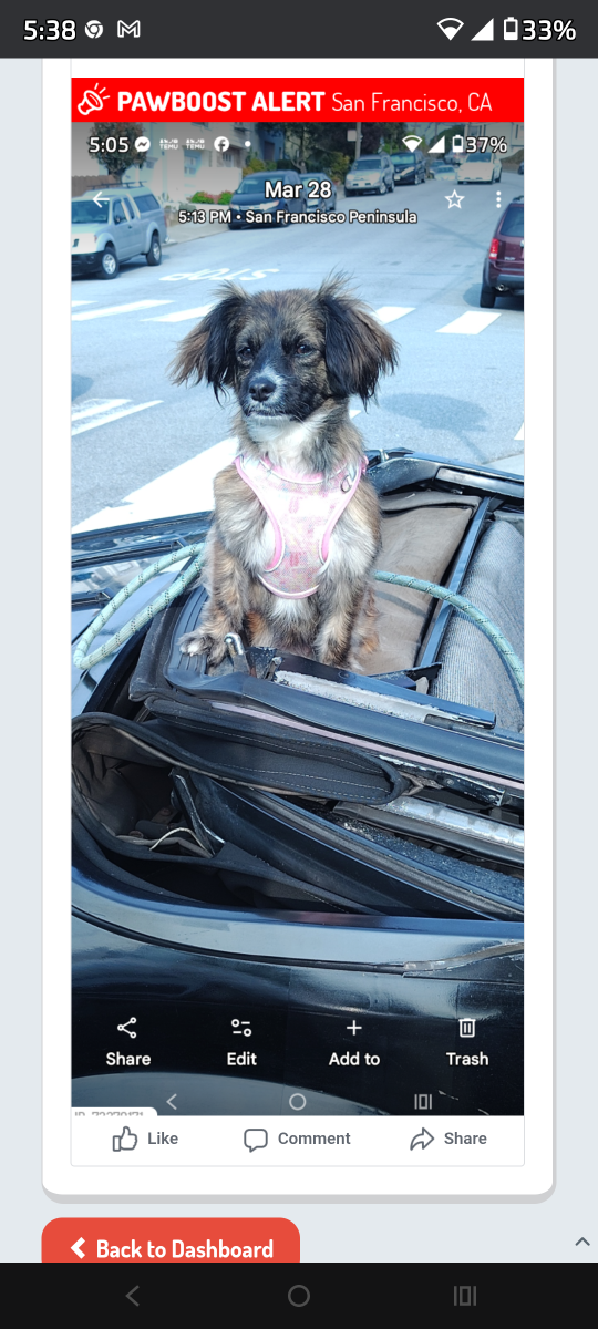 Deeohgee, lost dog, mixed