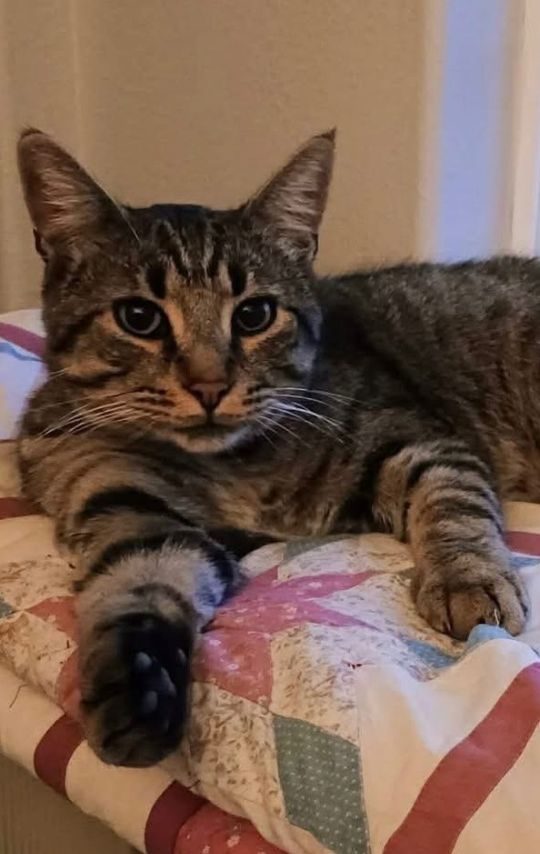 Higgins, lost cat, Domestic shorthair