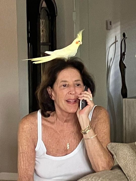Mattea, lost bird, Cockatiel
