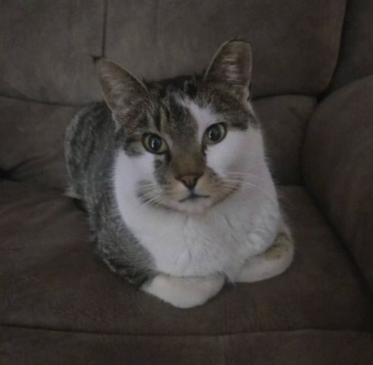 Cookie, lost cat, Tabby I think