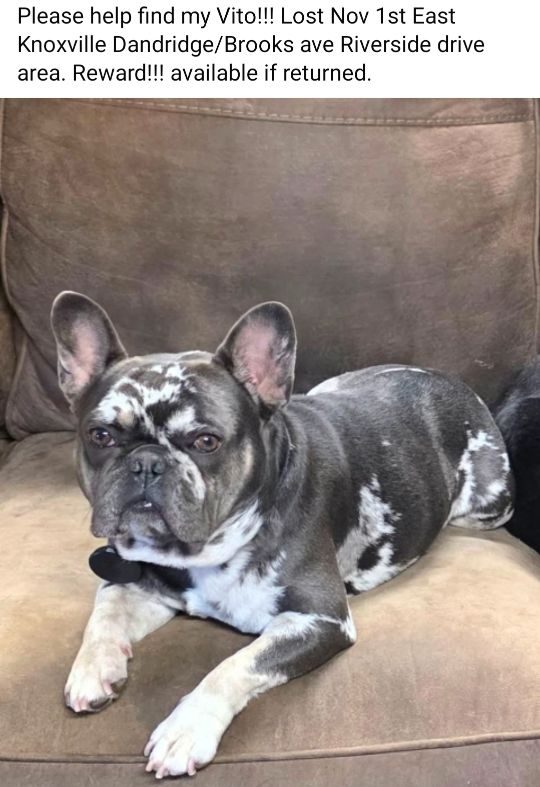 Vito, lost dog, French bulldog