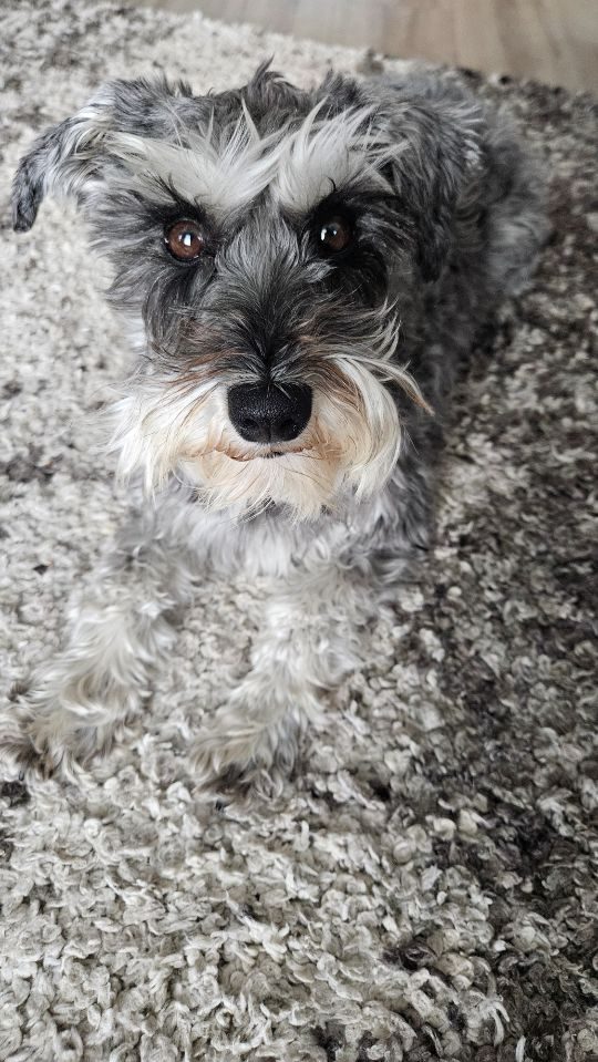Hope, lost dog, Schnauzer