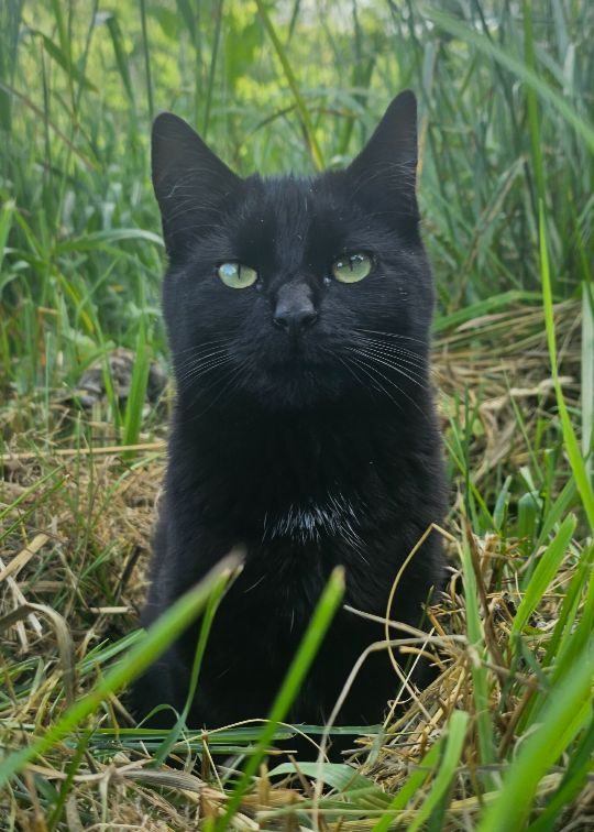 Ashley, lost cat, House cat