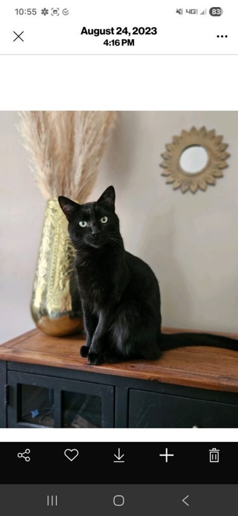 Shadow, lost cat, Domestic shorthair