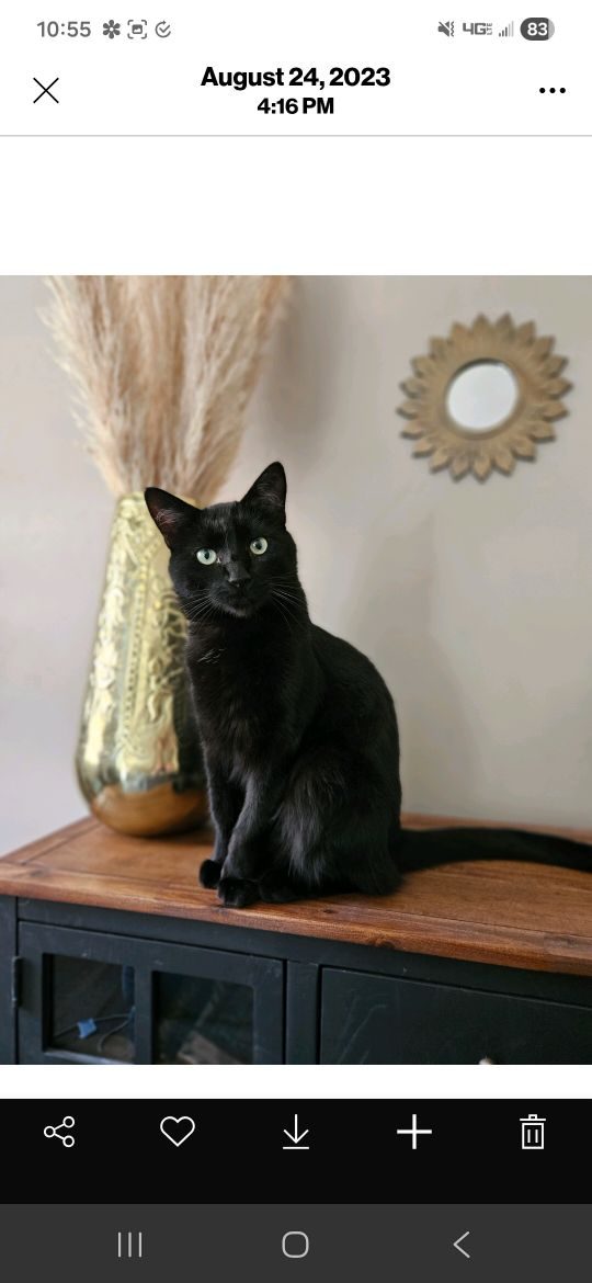 Shadow, lost cat, Domestic shorthair