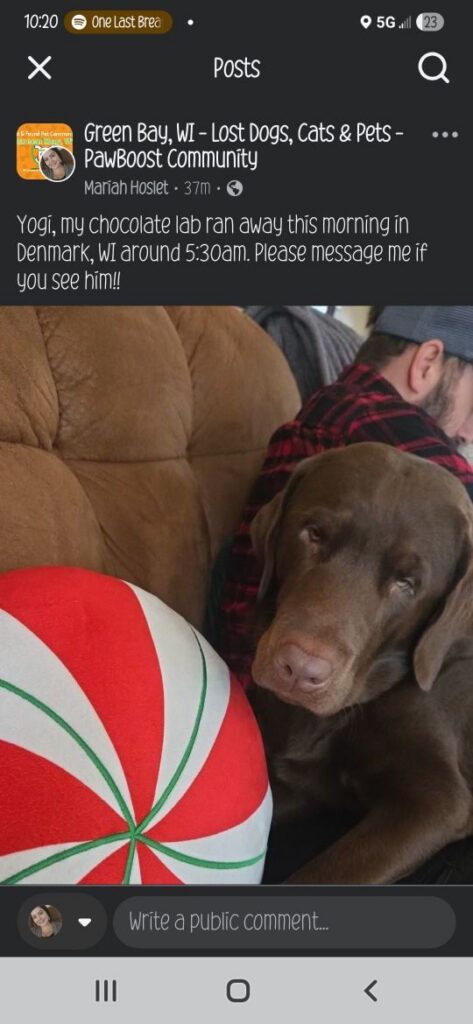 Yogi, lost dog, Labrador