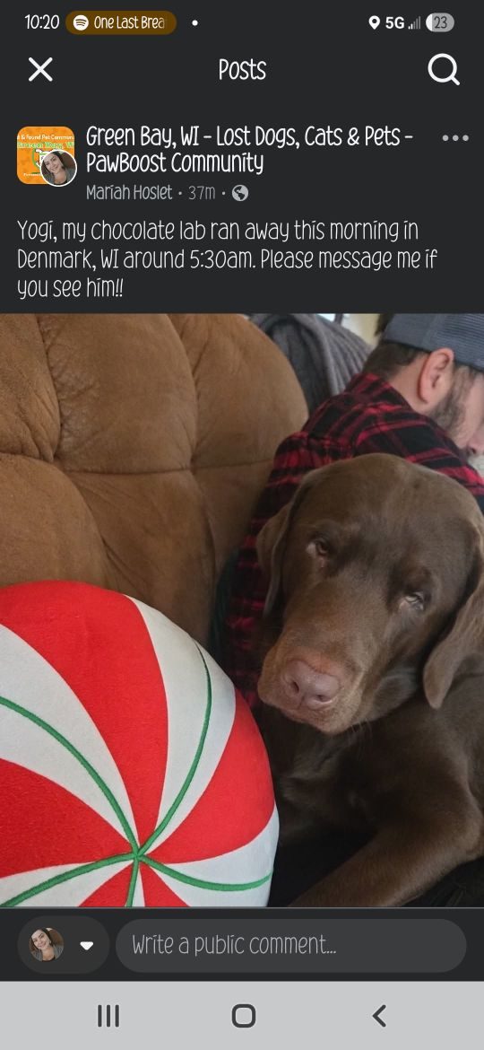 Yogi, lost dog, Labrador